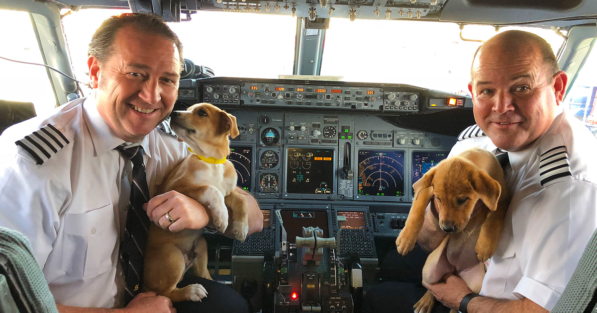 best airlines to transport dogs