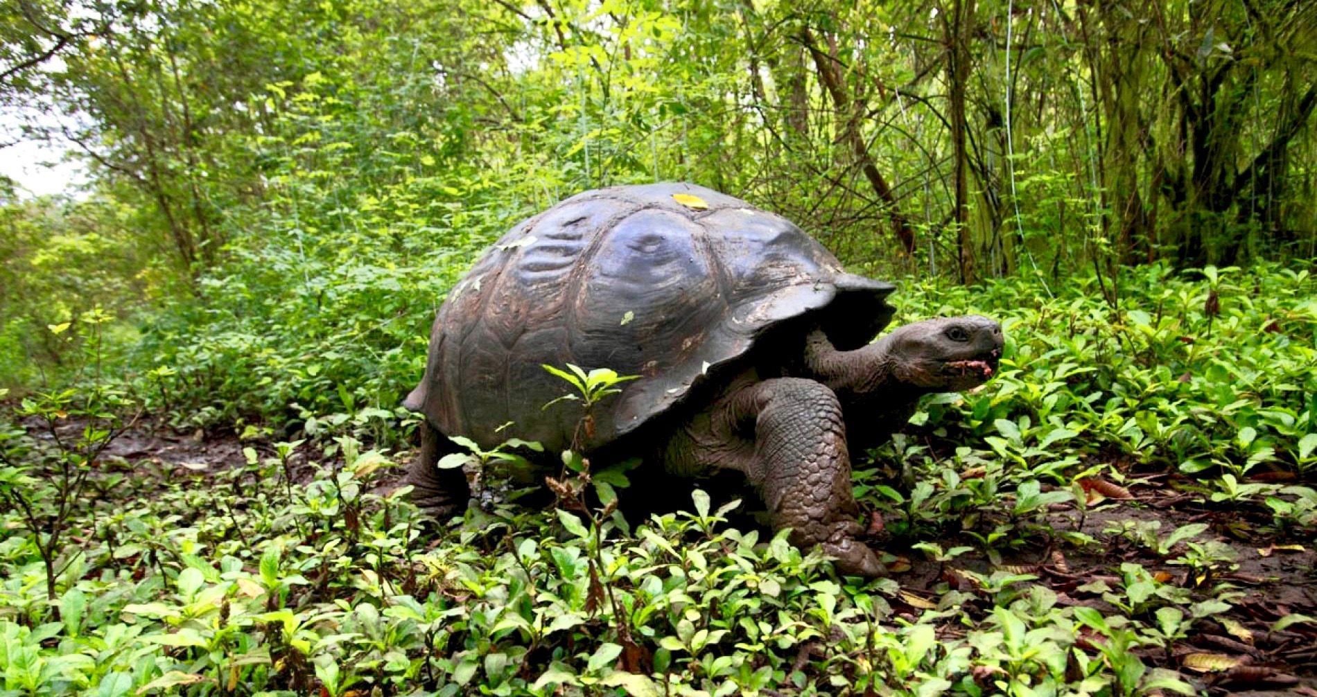 123 Giant Tortoises Stolen From Galápagos Islands Breeding Facility