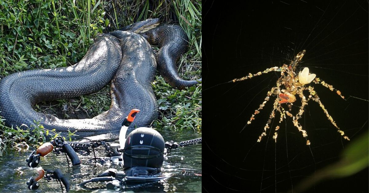 25 Bizarre Images From The Amazon Forest Not For The Faint Of Heart