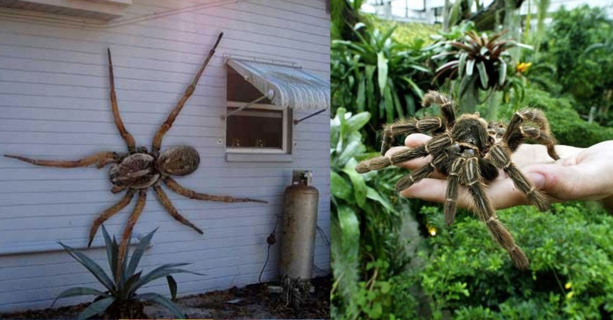 25 Places Where We Will Find The World’s Biggest Spiders