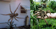 25 Places Where We Will Find The World s Biggest Spiders