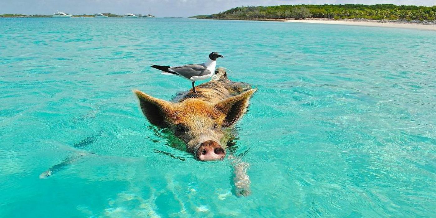 10 Amazing Facts About Pig Island | TheTravel